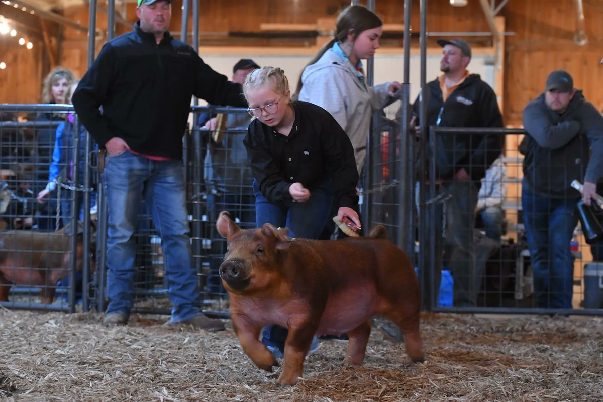 SGIBoars's tweet photo. CHAMPION DUROC GILT
2023 Central Trail FFA Jackpot, IA
Sired by :: DISRUPTION
Raised by :: Bakker Bros Genetics, IA 
#SGIBOARS https://t.co/Aw306cGxnh