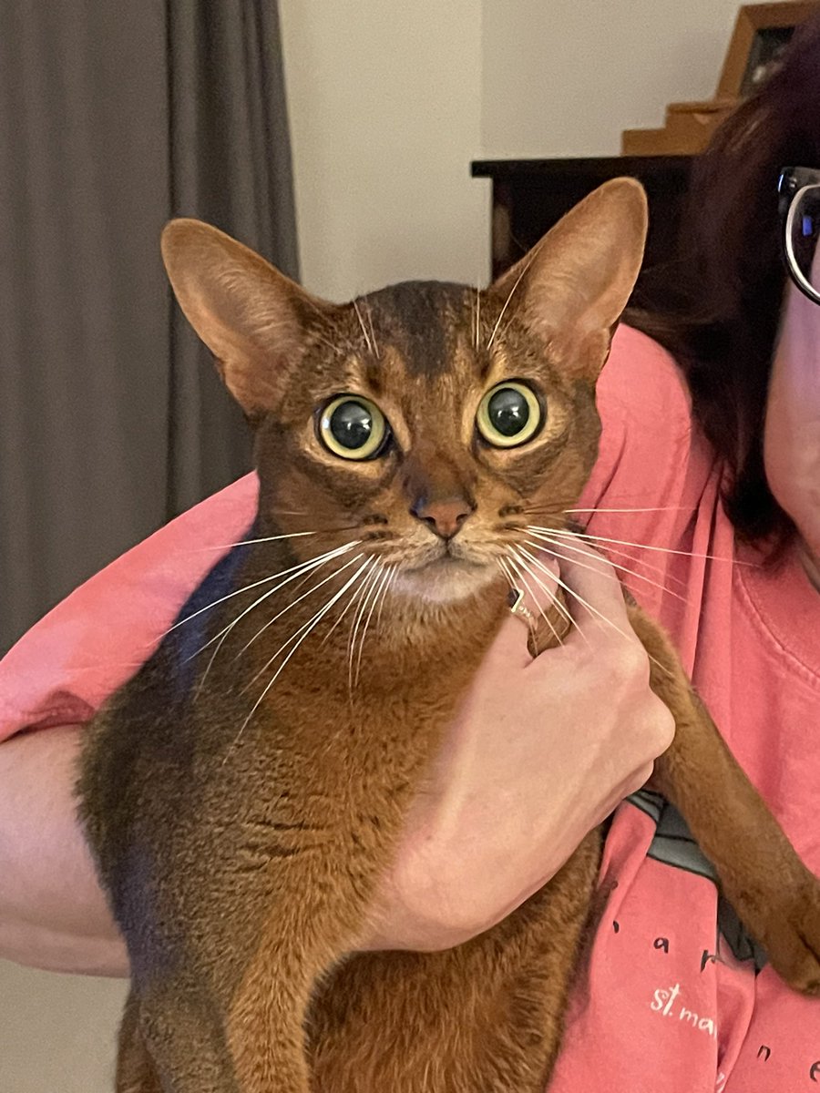 thekittlespins's tweet photo. @FartyCheddarCat Zombeez bβwarz! Dat paynt iz purrfexun. Still tinkin ob Fin da big blak boi an hopin he getz home soon, lyk Penny did. Herz had a ikky tikk, no fleez. Cheddy, wez wanz da saymzeez fer shy Fin. (Herz wuz ful-a-beenz,prowd,fer a hol dai!) #Fincomehome #FinMissing #WeLoveFin πββ¬π https://t.co/ggT7CWPTZn
