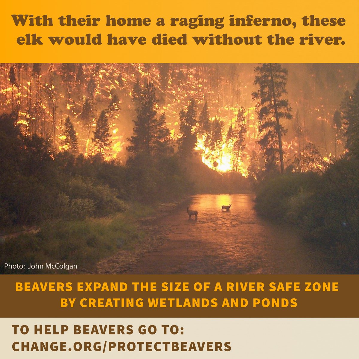 Support the petition to protect beavers on public federal lands for all the remarkable and essential ecological services they provide. Sign the petition here: change.org/protectbeavers

#protect #beaver #advocate #ProtectBeavers #petition #environment #conservation #science