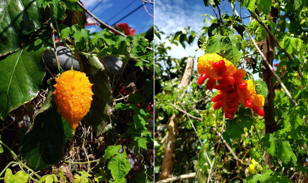 NativeStew's tweet photo. Cerasee tea is a natural remedy traditionally used in the Caribbean.
(c)A. Derek Catalano - Samsung Galaxy S9+
#NativeStewImages #Bahamas #Cerasee #vine #tea #medicine #bushmedicine #heal #Caribbean #Samsung https://t.co/kfhmFHZ4U9