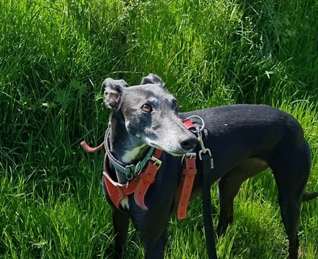 💖🌞❤️💛✨️💛❤️🌞💖 EVERYONES FAV LURCHER IS BACK IN TOWN !!! HOW ARE YOU ALL DOING PALS ?! MISSED AND LOVE YOU ALL !! 💖🌞❤️💛✨️💛❤️🌞💖