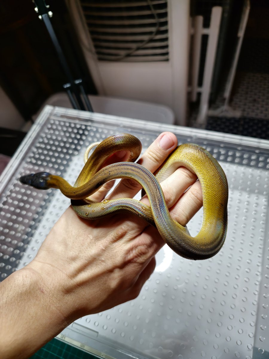 Reptile_Academy's tweet image. GOLDEN

#ReptileAcademy
#Whitelippedpython
#เลี้ยงงู