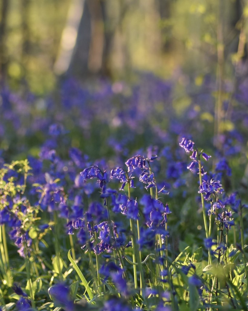 My favourite botanical fact: sticky Bluebell sap was once used to bind books 🤙📚
