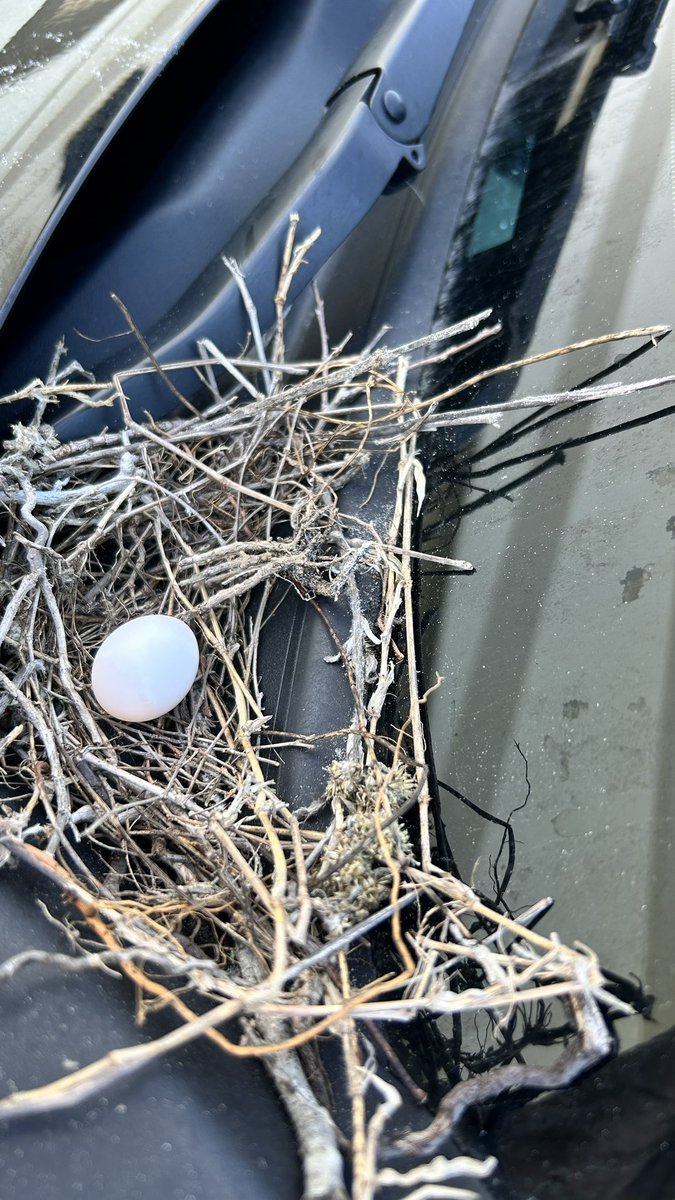 Do I see another rescue pet in our future? Mom built the nest between the windshield of our truck and the hood. Haven’t seen her in a few hours. 
#rescuepet #livingapawlife