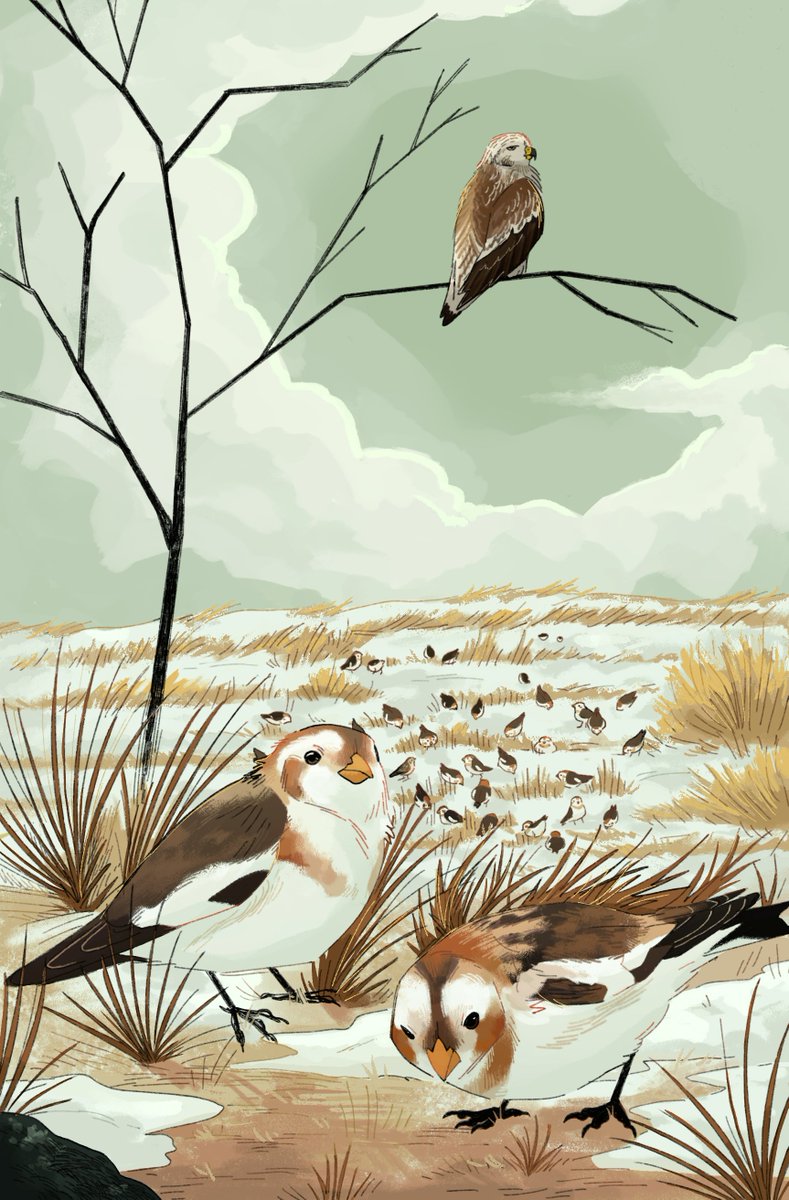 Piece I did for <a href="/PolarLightsZine/">Polar Lights</a> of Snow Buntings and a Rough-legged Hawk. There is one extra bird in here... if you find it and figure out what it is, let me know! >:-)