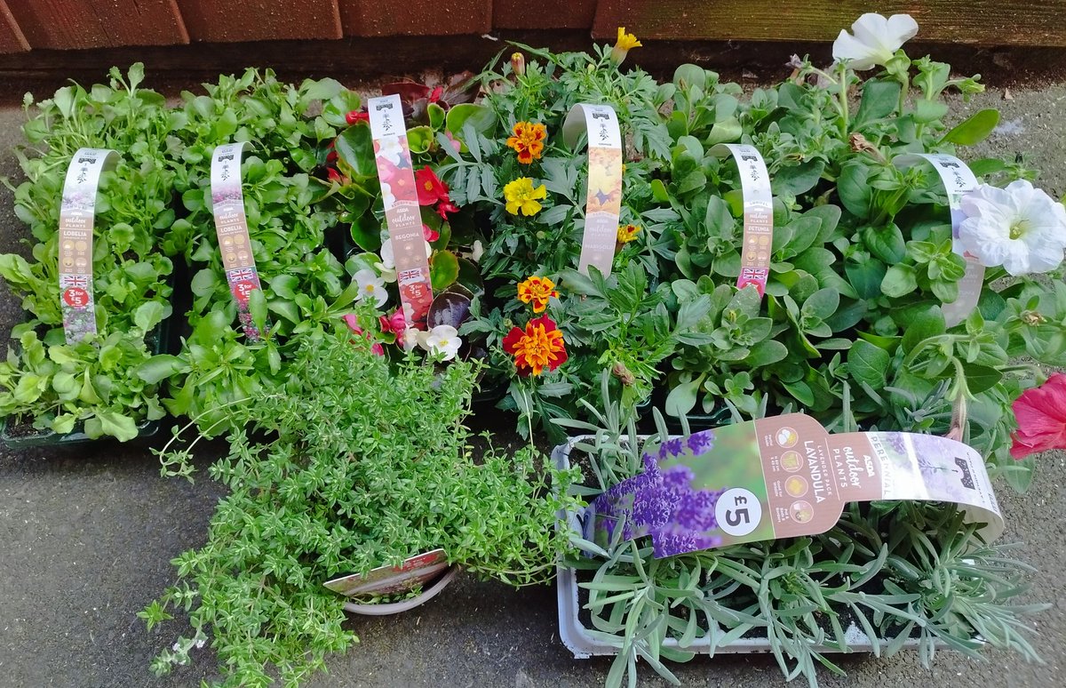 Now this kind of shopping is fun. Can't wait to plant. Rain, rain stay away tomorrow for the S2's!