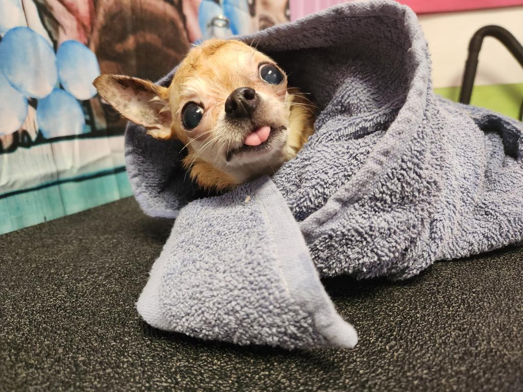 emvampireslayer's tweet photo. My dog just kicks so much ass. The stories this 19 year old boy could tell. The ethereal look in his eyes. He can see into the void, the future, the great beyond. Also he's cute. https://t.co/4BdZwSWHJV