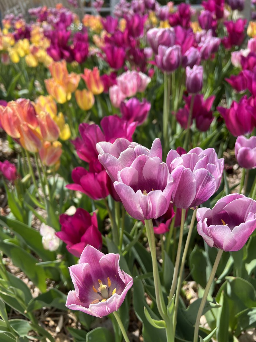 @CourseCharted @RudiGourmand @DoroLef @LindaPeters64 @LiveaMemory @chicago @ChooseChicago @FitLifeTravel @RoadtripC To see more tulips while they last!