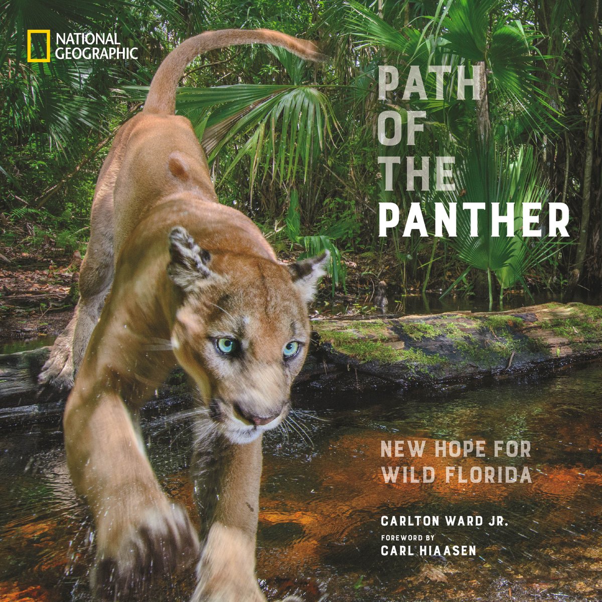 Path of the Panther tweet media