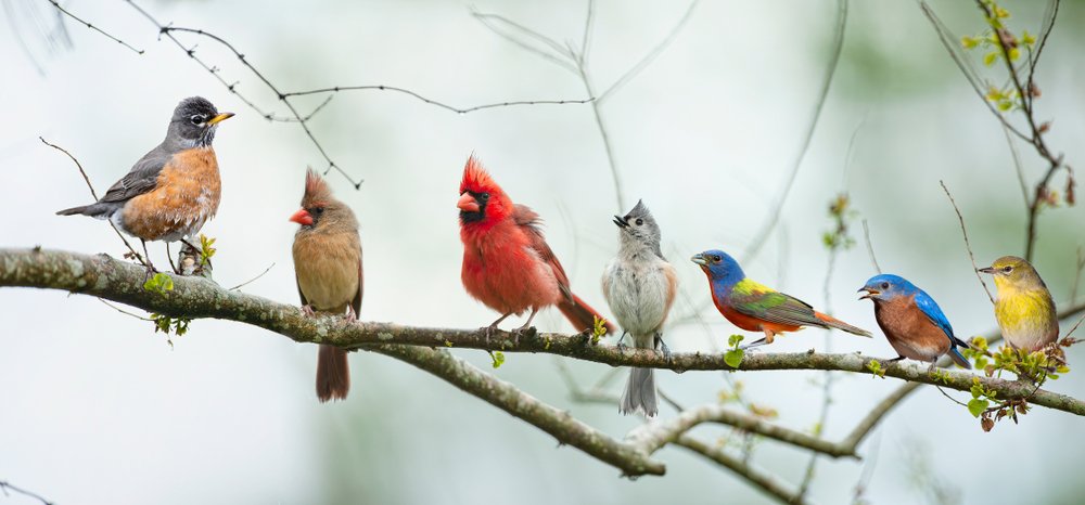 NCWildlife tweet picture