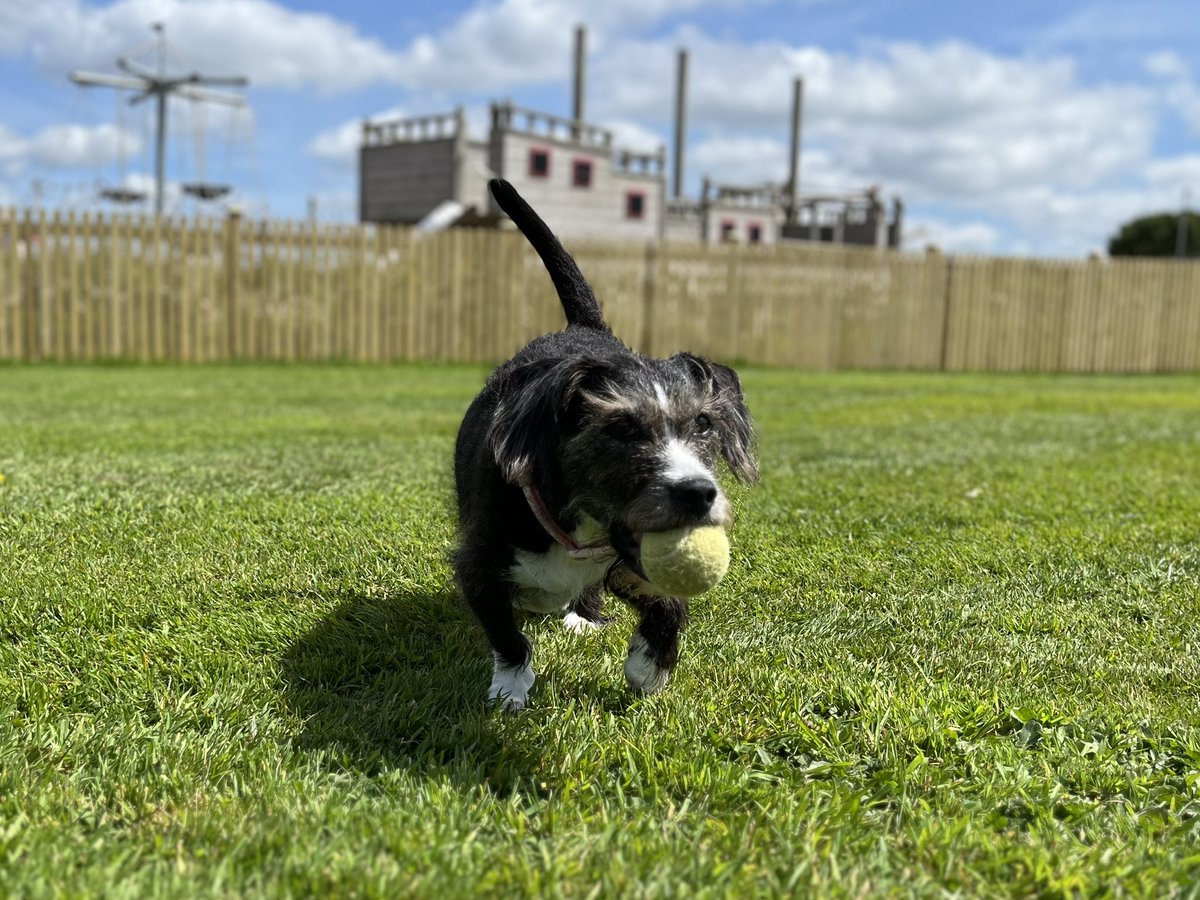 trevalgan's tweet photo. Our new fully enclosed, five star ‘off lead’ area for dogs is now complete and has been well received by our four-legged guests 😊🐶🐾
#AwardWinning #fivestar #luxurycamping #dogfriendlyholidays #stivescornwall #lovecornwall https://t.co/wsuNzHKT3X