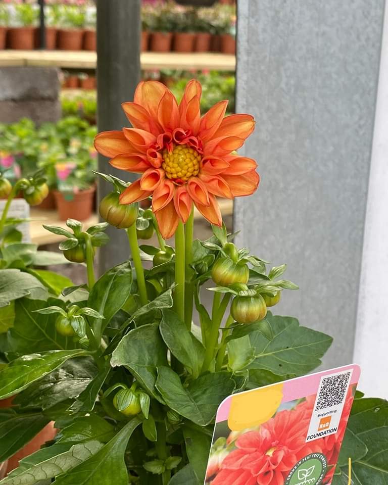 East Kilbride Universal Connections YFCL tweet media