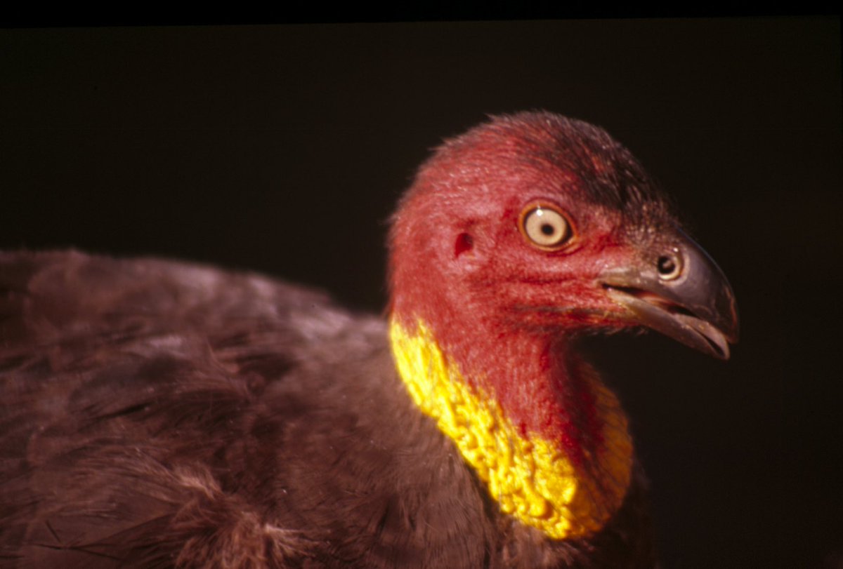 anngothauthor's tweet photo. #Brushturkeyfact No 20. Birds with inbuilt thermometer! Both males and females have a temperature sensor in their palate to make sure the temperature in their incubation mound is suitable for their eggs to develop. #megapode #bird #BirdsofTwitter #birds #wildoz #birdphotography https://t.co/IDdPn9A6O9