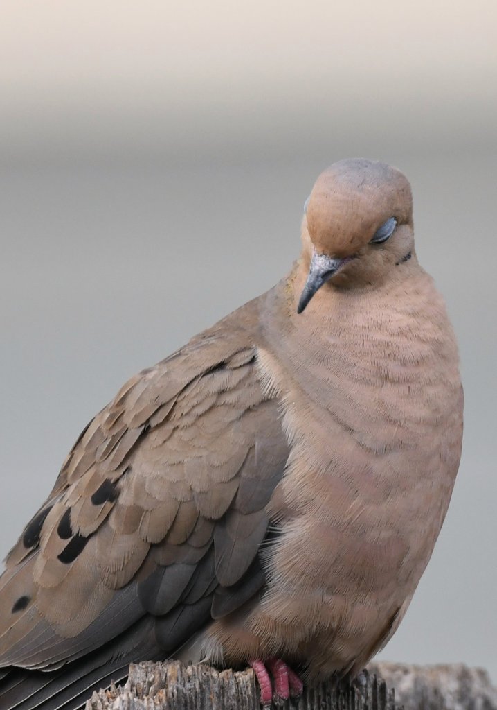 bigjuncofan's tweet photo. Mourning Dove https://t.co/zXu5Fc2PM8