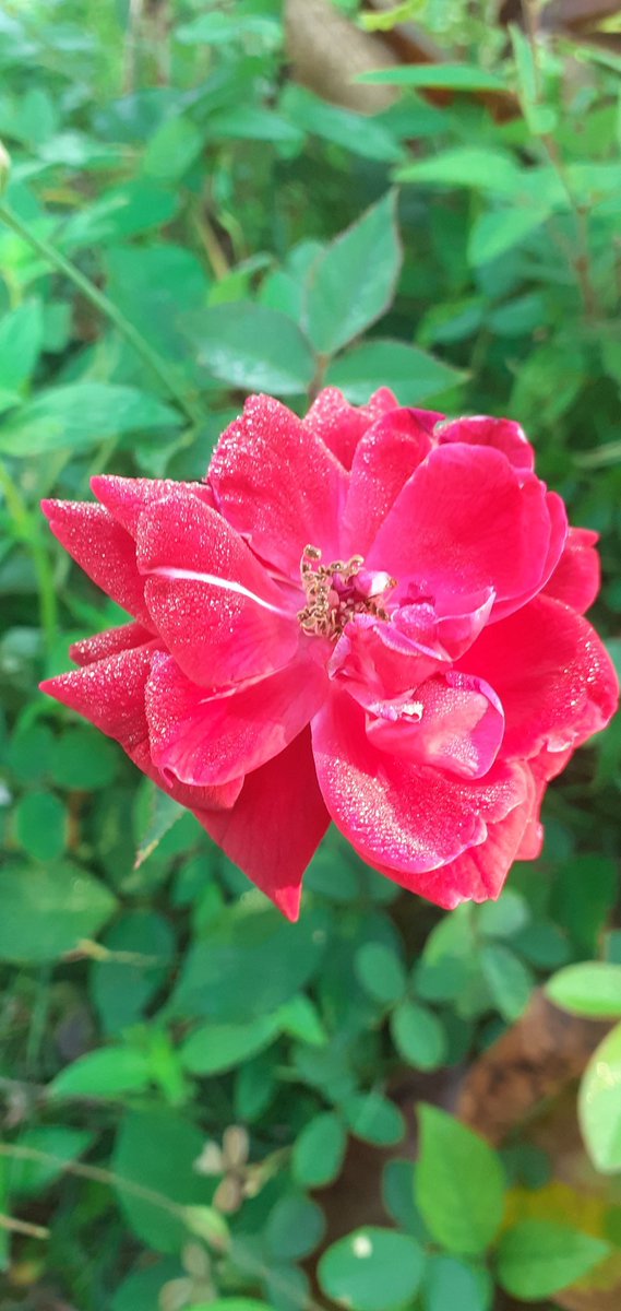 You're welcome. 

#GardeningTwitter #GardenersWorld #gardening #Flowers