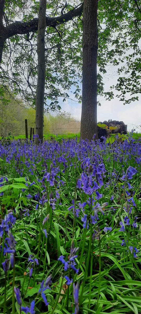 JC EARLY SUNRISES tweet media