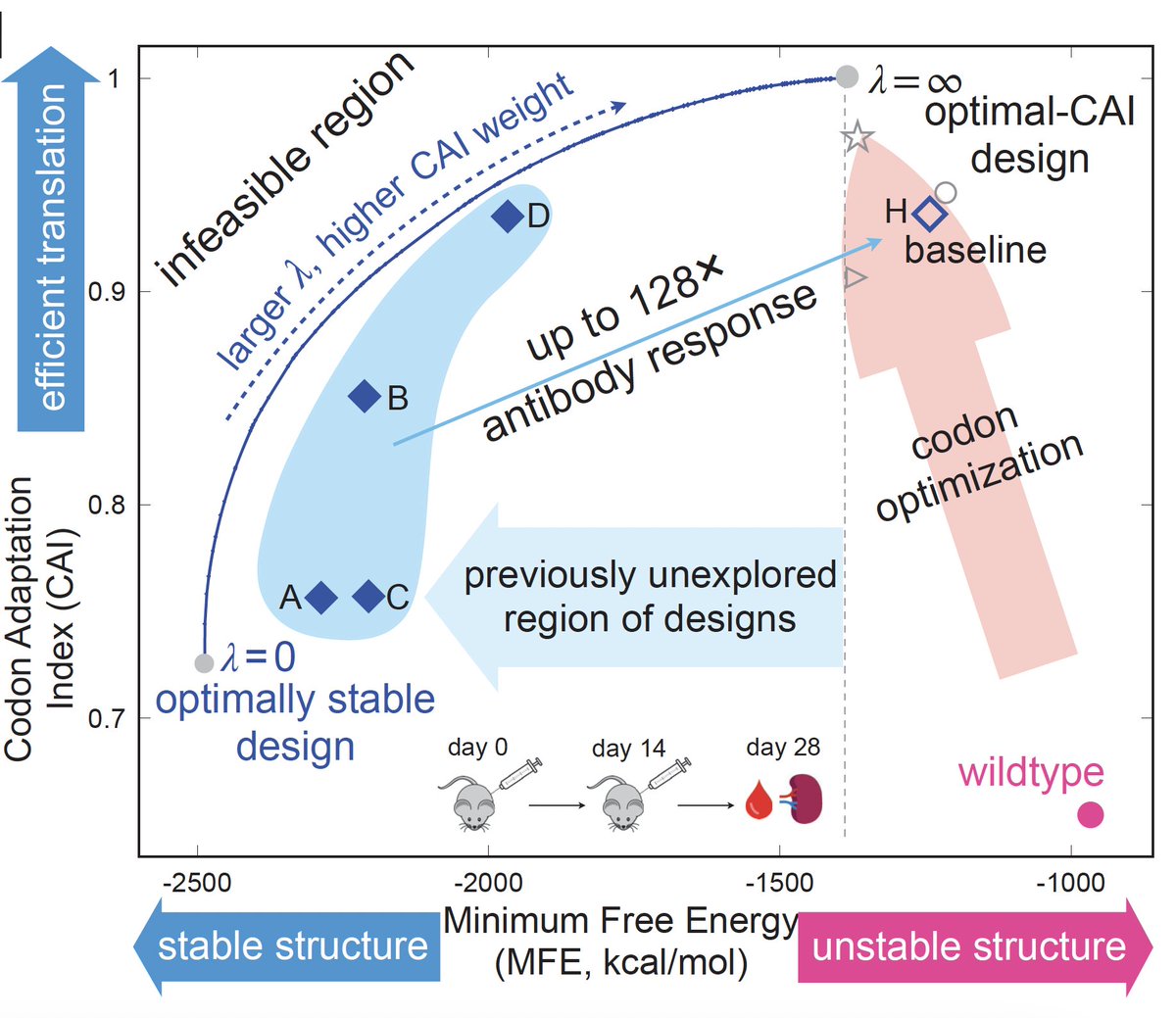 How to rev up Covid mRNA vaccines to make 128-fold increase in antibodies, 5-fold increase in stability, and 3-fold increase in protein expression ?
#AI <a href="/Nature/">nature</a>
nature.com/articles/s4158… 
also done w/ varicella foster virus mRNA vaccine