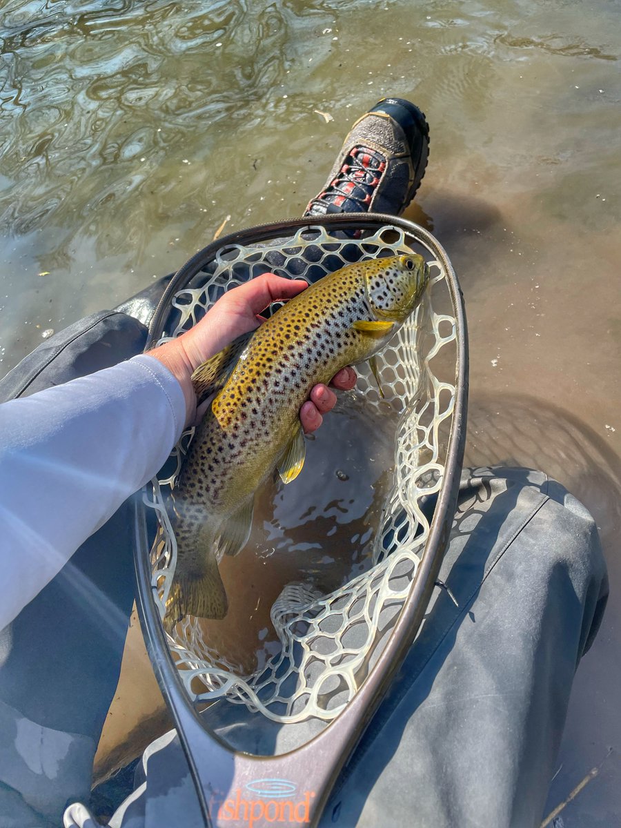 MeppsSpinners's tweet photo. Ryan's recent trout catches are giving us the itch to fish for some brownies! These fish were caught between Ryan's home state of Michigan and Minnesota, where he attends college.
#MeppsCatch https://t.co/Cibe1fC1Qw