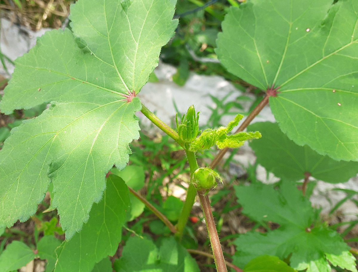 I realized how rich my soil is today. These Okra plants are itty bitty. The tallest one is about 12" and I noticed that they flowered without me noticing and grew fruits! Every last one of them. I have no used any fertilizer or compost on them. 🥴

#homesteading #GardeningTwitter