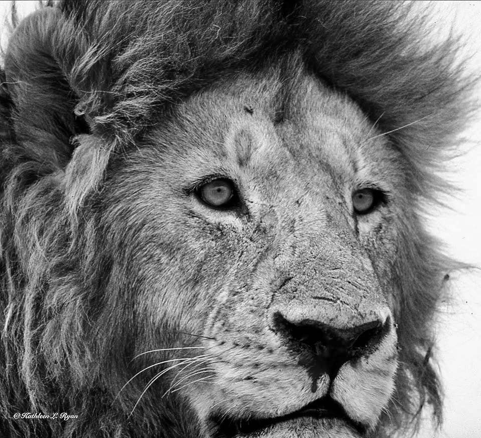 'Pretty Boy' The blood on his nose was from a swat he received after mating. Ngorongoro Crater, Tanzania, east Africa. Photo © Kathleen L. Ryan #lion #wildlifephotography #Photosafari #safari #blackandwhite #tanzania #ngorongorocrater #blackandwhitephotography