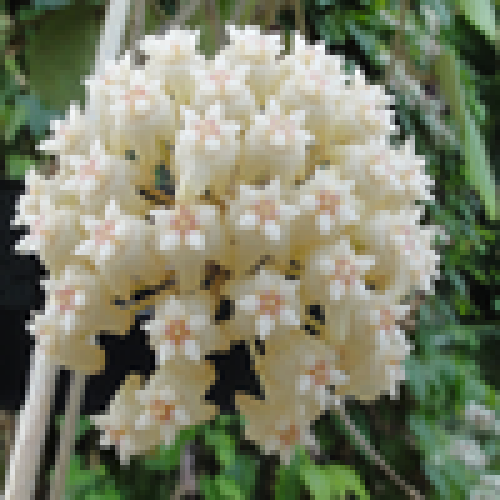 WolframResearch's tweet photo. Dive into the fascinating world of botany with Wolfram Language Fancy GUIs and discover the beauty of Waxflowers! In this #WolframDemo, learn all about different waxflower species that belong to the taxonomical genre Hoya. https://t.co/LSLxAIKLdY https://t.co/aWVtdVECkC