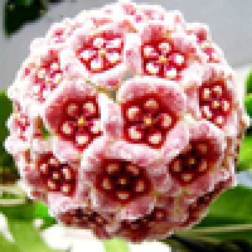 WolframResearch's tweet photo. Dive into the fascinating world of botany with Wolfram Language Fancy GUIs and discover the beauty of Waxflowers! In this #WolframDemo, learn all about different waxflower species that belong to the taxonomical genre Hoya. https://t.co/LSLxAIKLdY https://t.co/aWVtdVECkC