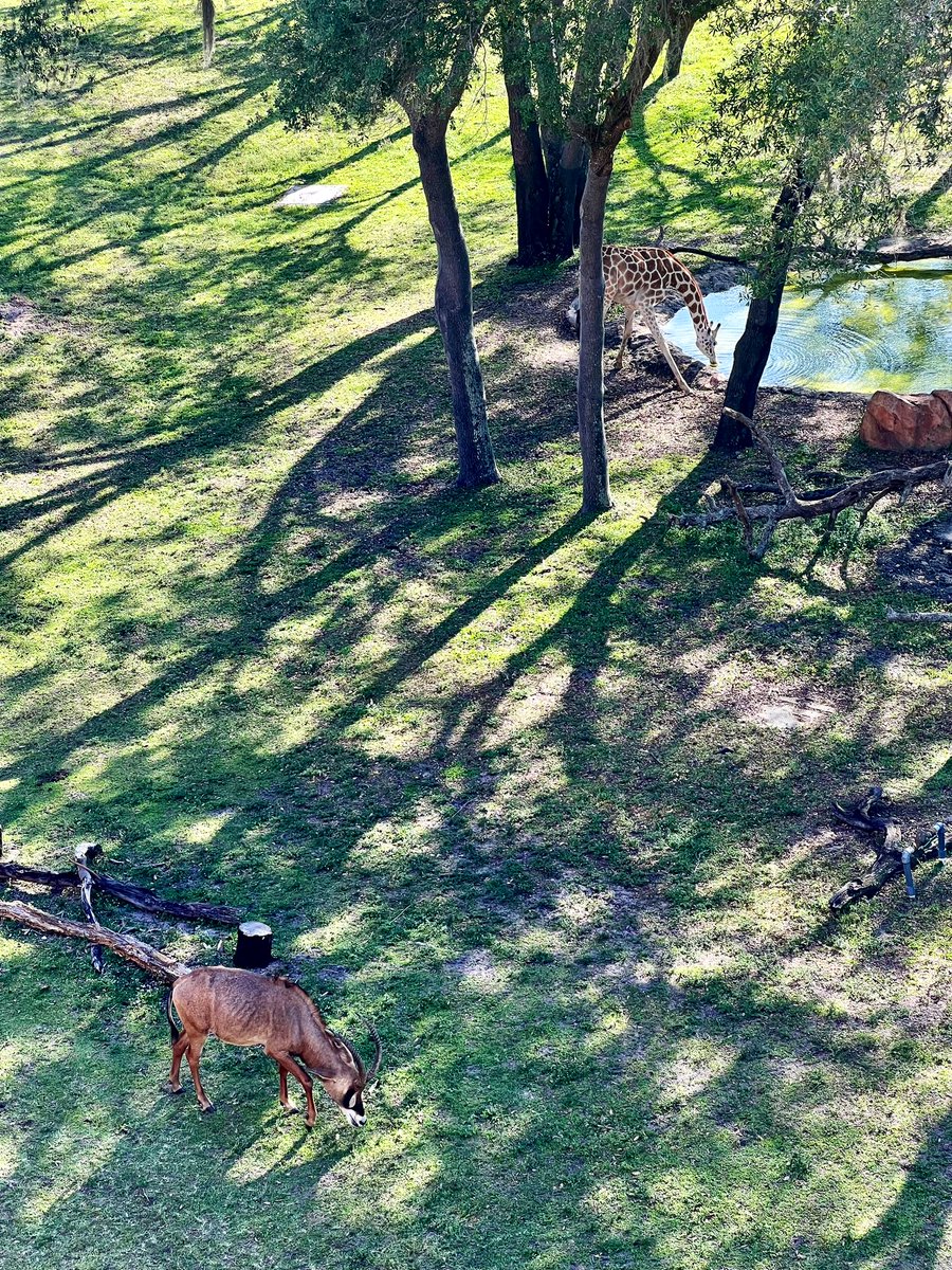 So much fun watching the animals! 🦒🦌🦓

#AnimalKingdomLodge #WaltDisneyWorld🏰🌐🎬🌳