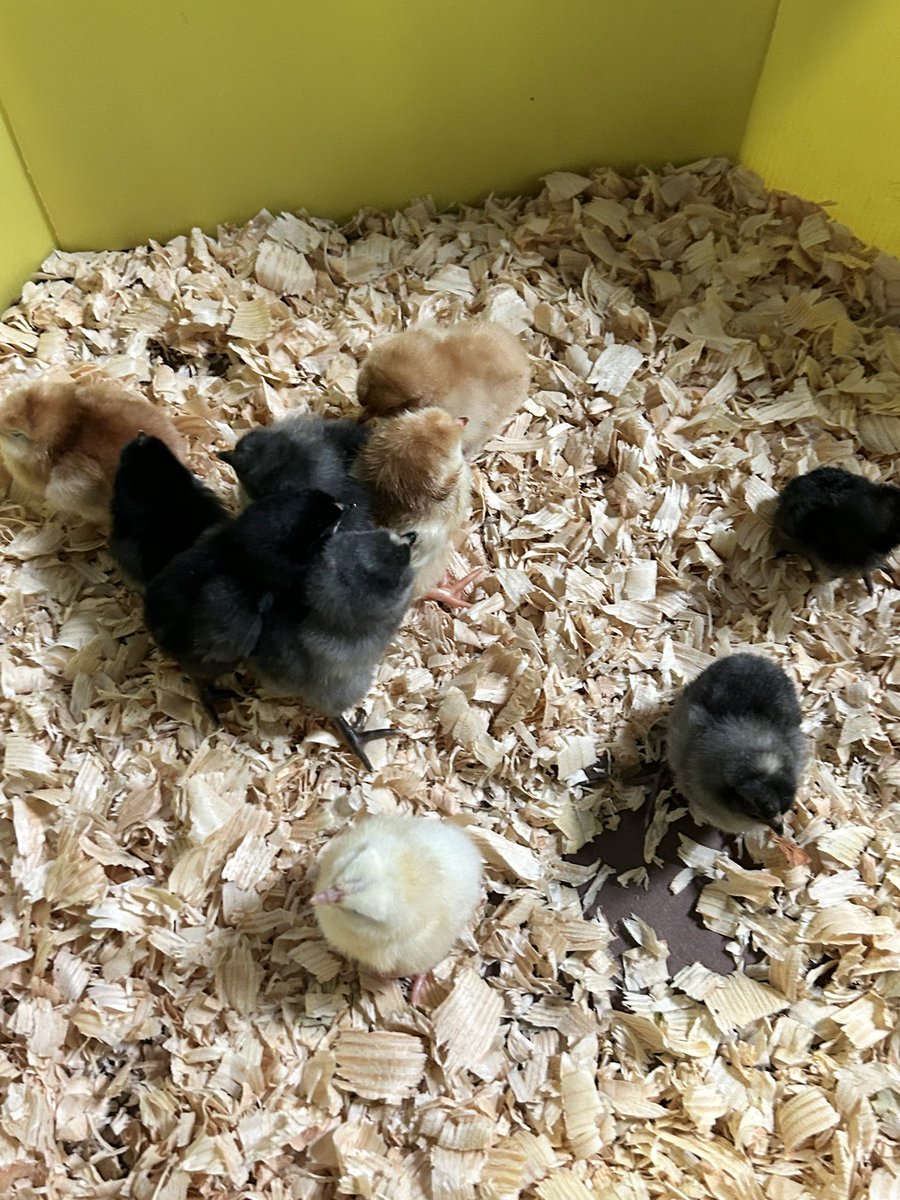 EmerickLibrary (@libraryemerick) on Twitter photo Our favorite time of the year in the Emerick Library…chick hatching day! <a href="/emerickelem1967/">Emerick Elementary</a> <a href="/AllderAllStars/">Erica Allder</a> Our favorite time of the year in the Emerick Library…chick hatching day! <a href="/emerickelem1967/">Emerick Elementary</a> <a href="/AllderAllStars/">Erica Allder</a>