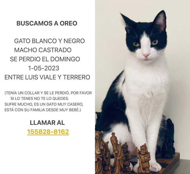 DeGatitos_'s tweet photo. GATITO PERDIDO EN CABALLITO! 📣📣📣📣
RT RT RT
CONTACTO EN LA FOTO

#Perdiamigato https://t.co/nfuxjdtKAt