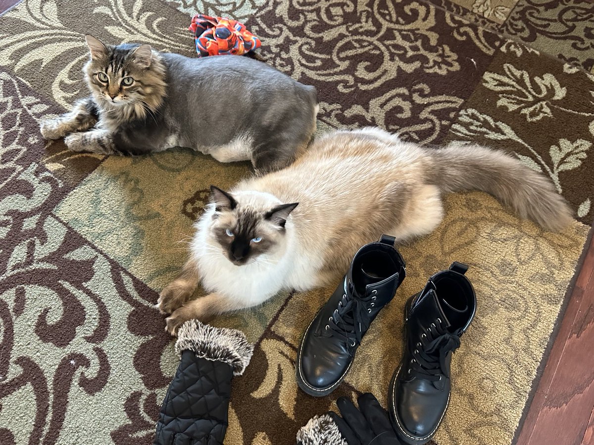 erikhinderer's tweet photo. We shall await her return… 😼
#CatsOfTwitter #catsofdoom https://t.co/mE7X7CyLi5