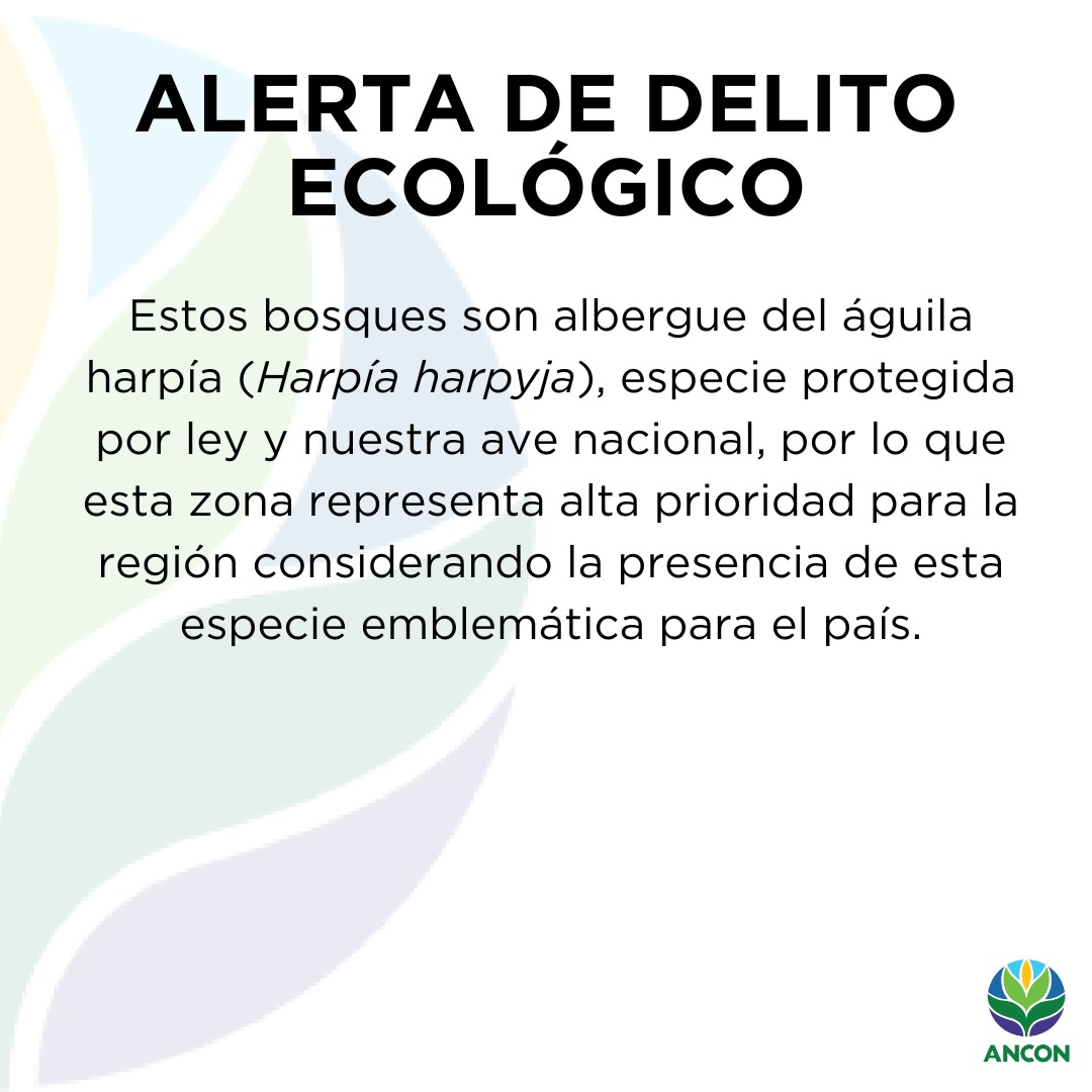 ANCON Panamá tweet media