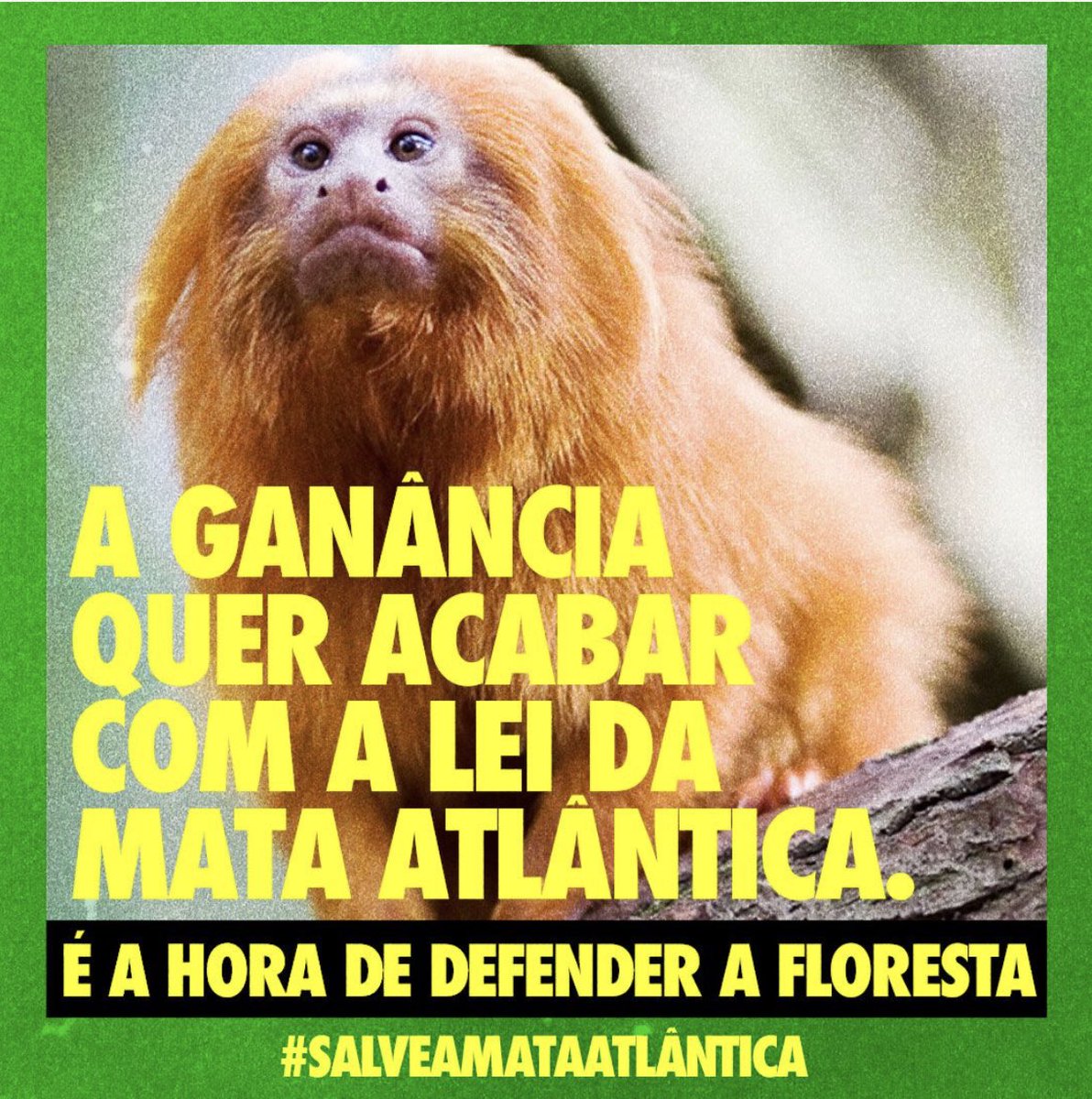 Apremavi's tweet photo. A fauna da Mata Atlântica é a mais biodiversa do mundo, mas as nossas riquezas naturais estão sob ameças da MP 1150, podendo ser vendidas em benfício de poucos! DIGA NÃO A MP1150! #SalveAMataAtlântica #SalveOCódigoFlorestal https://t.co/7rCvmvcO7I