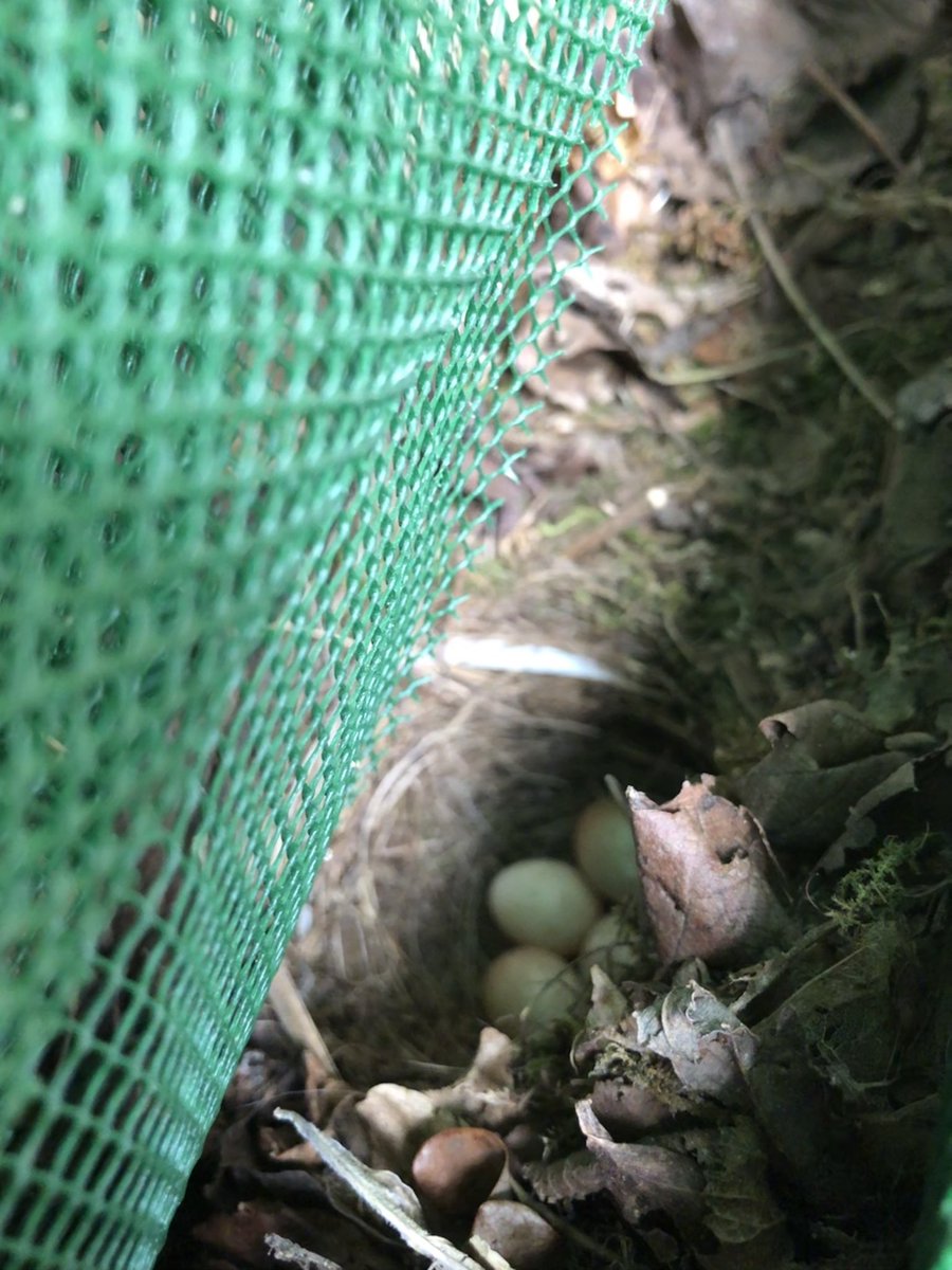 WFEcology's tweet photo. The robin’s nest in our kit shed has hatched…🐤🐤🐤🐤🐤 https://t.co/kFR9JZKGOp