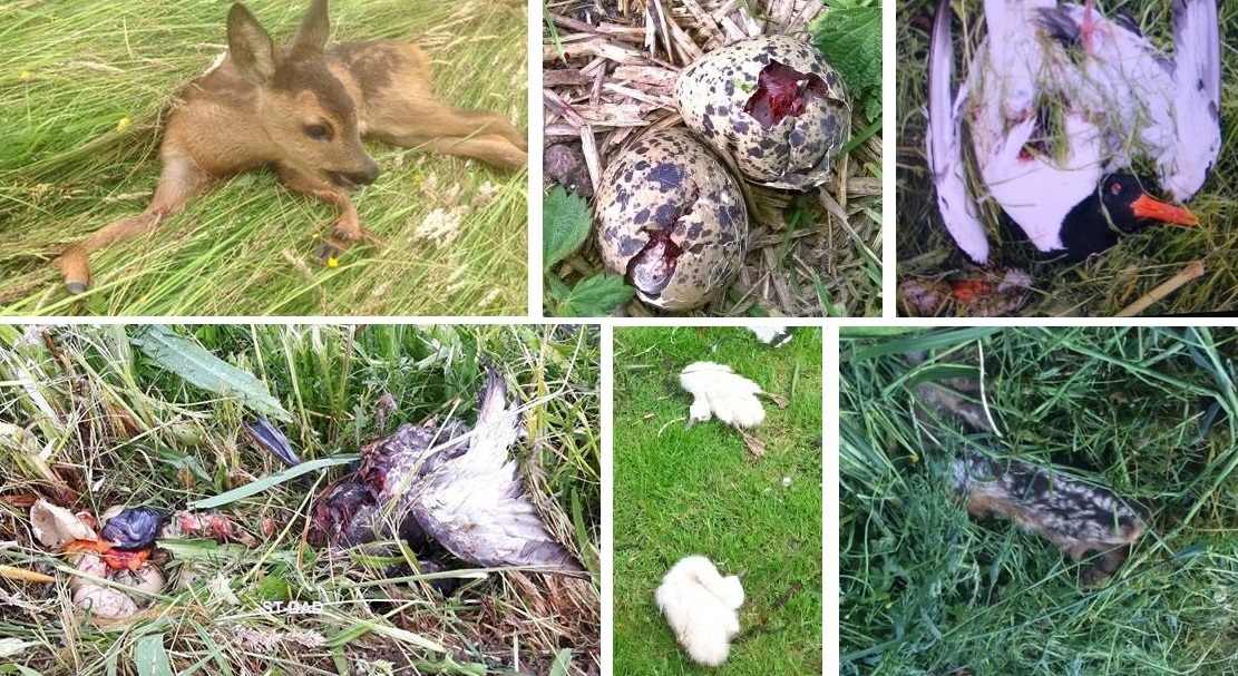 lustjagers's tweet photo. "Wat gaat het toch slecht met de weidevogels."
De "gehaktweken" zijn weer begonnen. Boeren staan garant voor dierenleed maar uiteraard ligt het natuurlijk altijd aan de vos en andere predatoren. #stopdierenleed ๐คฎ๐คฎ๐คฎ https://t.co/b20tLIskHT