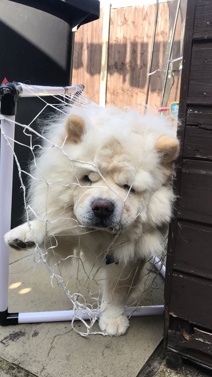 AnInchTooFar's tweet photo. Said goodby to my Wolfie today 😭 I’ve never felt grief like this before. #DogsInHeaven https://t.co/uIIQLGboUS