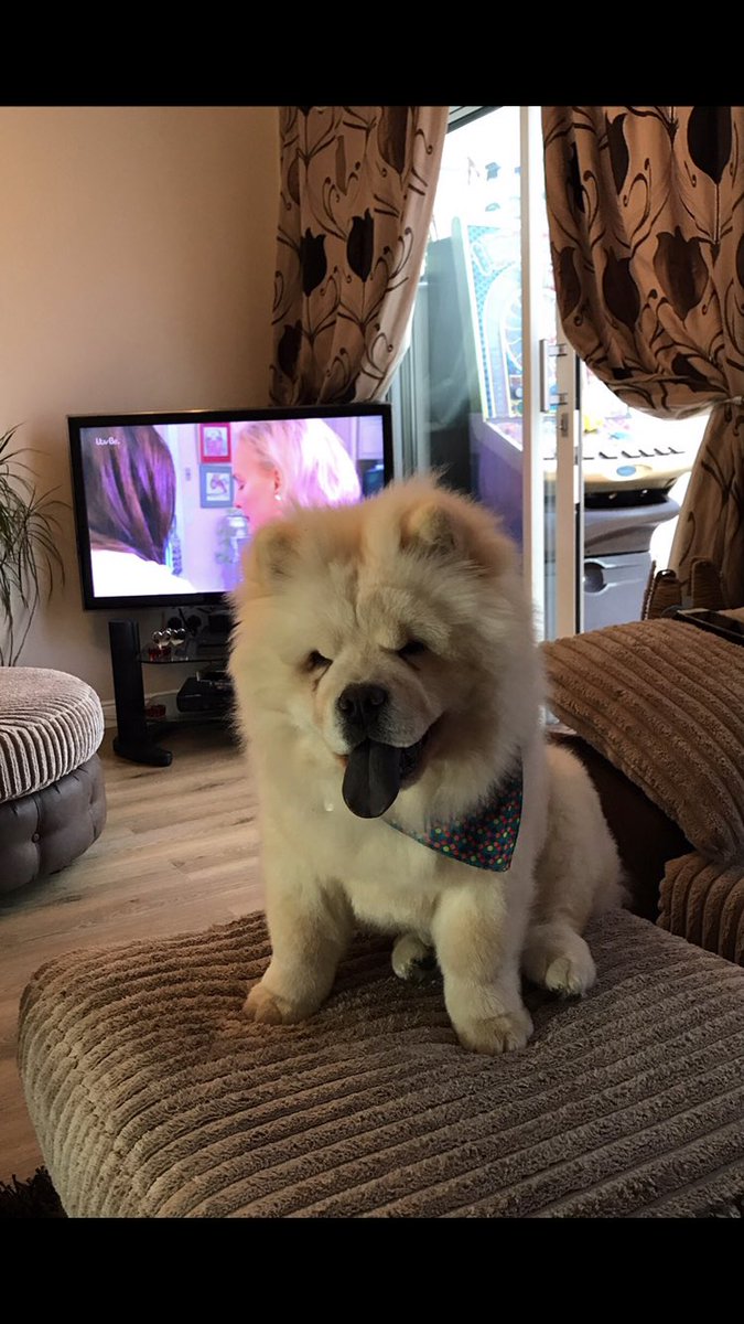 AnInchTooFar's tweet photo. Said goodby to my Wolfie today 😭 I’ve never felt grief like this before. #DogsInHeaven https://t.co/uIIQLGboUS