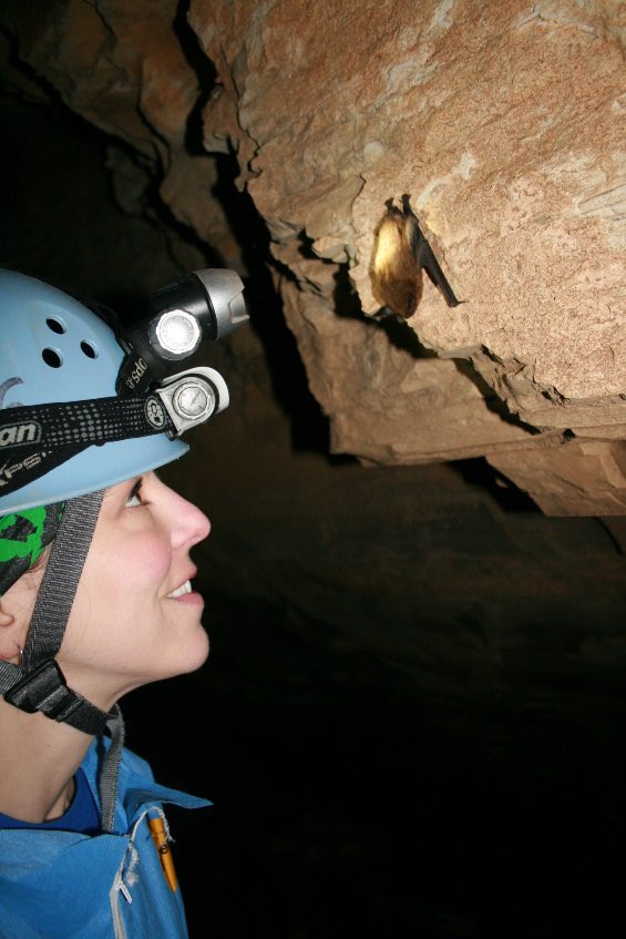 The 2023 State of the Bats report is out and experts agree – the next 15 years are crucial to their survival. If you are looking for ways to help bats, check out fws.gov/story/2023-05/…

📸 Service biologist Ann Froschauer inspects a healthy big brown bat/USFWS