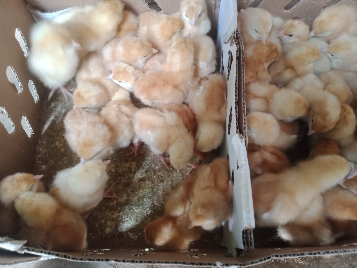 KathysCollection on Twitter "RT poultryability Day Old Chicks