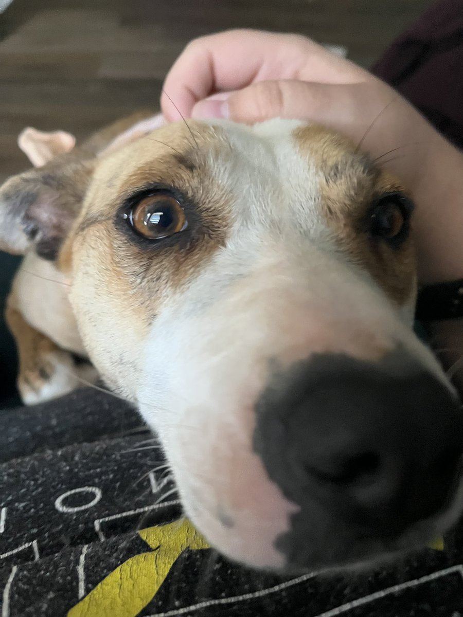 The_Shadow_Fang's tweet photo. I love this dog. https://t.co/gwL04txNCc