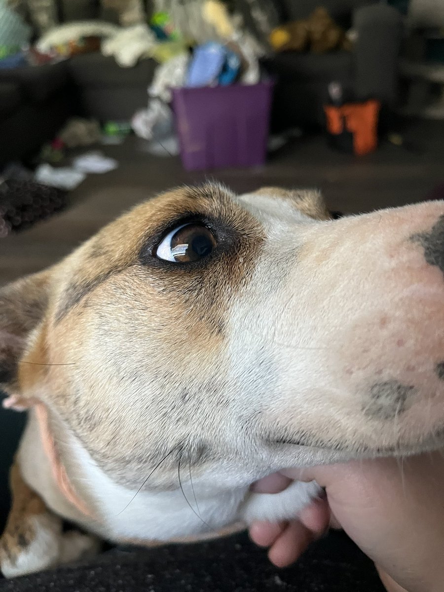 The_Shadow_Fang's tweet photo. I love this dog. https://t.co/gwL04txNCc
