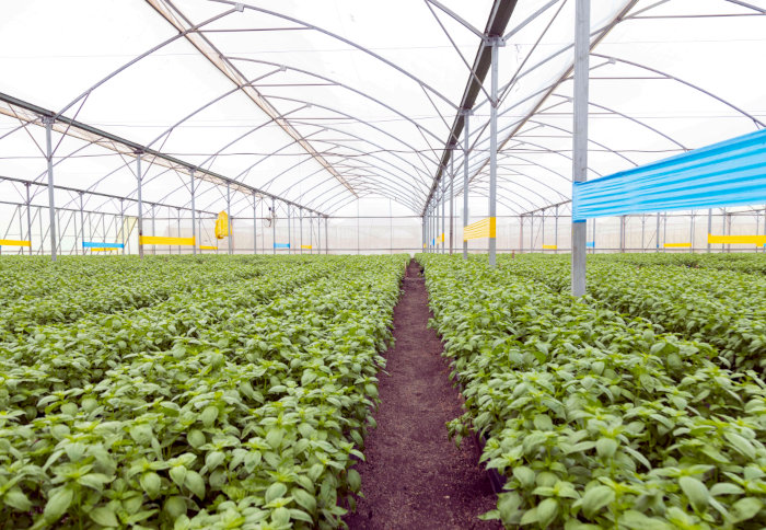 [READ AGAIN] There is a promising opportunity for exporting avocados and other fresh produce from East Africa to the European and Middle Eastern markets 🥑🍅 Read more: buff.ly/3Ar6BLs 

Mentions: <a href="/MarisAfrica/">Maris</a>
