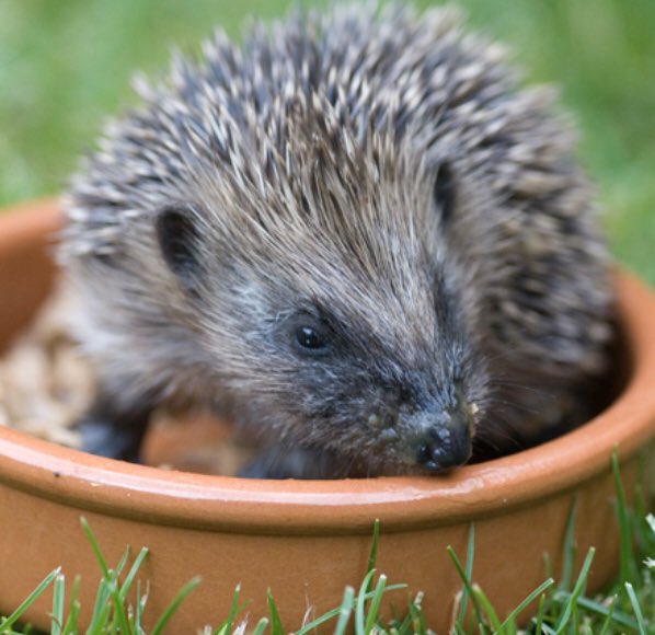 vickimichelle's tweet image. It’s Hedgehog Awareness Week. I Love Hedgehogs. We need to save these Amazing Creatures. Found one in my garden recently used to be lots. Support the Fabulous Hedgehog Society @hedgehogsociety #HedgehogAwarenessWeek #hedgehog #BeKind #TuesdayFeeling