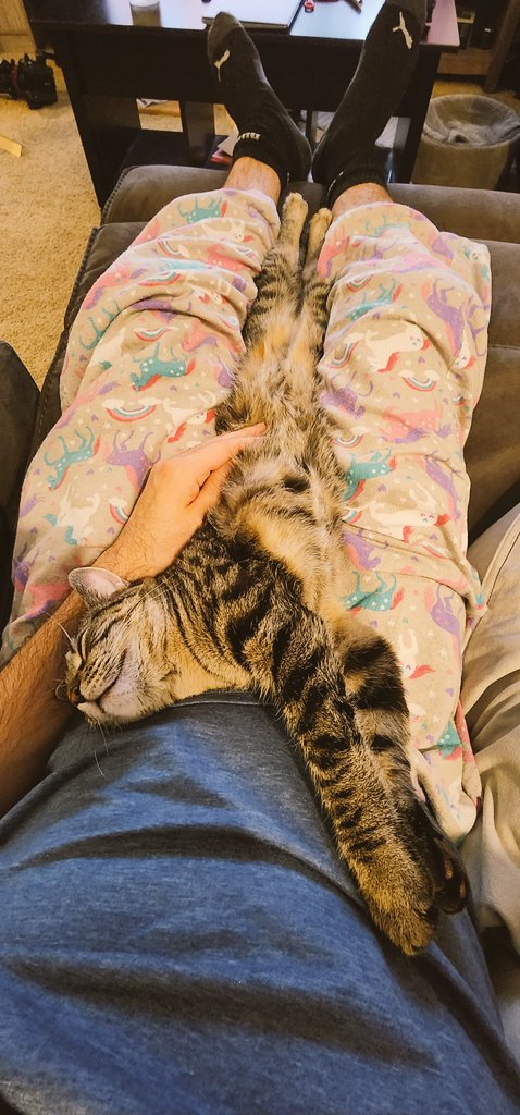 corpse_run's tweet photo. Long cat is loooooooong.
#cats #catstagram #catsofinstagram #kitten #kittens #pets #petsofinstagram #petstagram #cute #cuteanimals #toobs #toobsthecat #sleepy #sleepycat #sleepykitty https://t.co/TOxAiYLJ99
