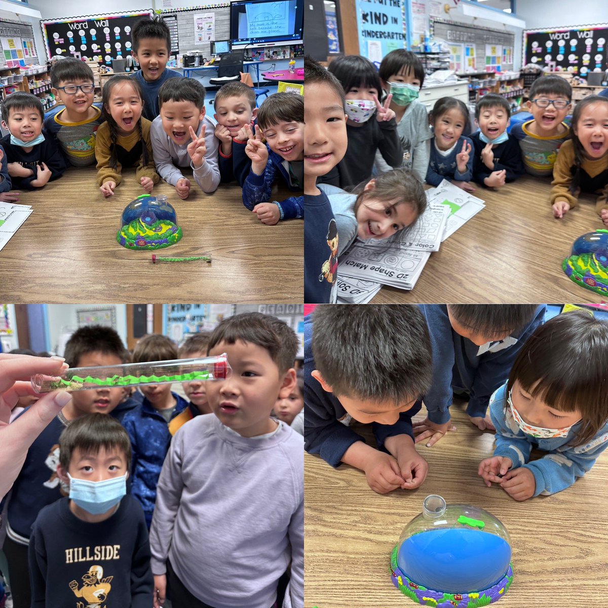 Exciting things happening in kindergarten! We got a ladybug delivery! We can’t wait to watch them go through their life cycle! <a href="/SearingtownK5/">Searingtown School</a> <a href="/HerricksSchools/">Herricks Schools</a>