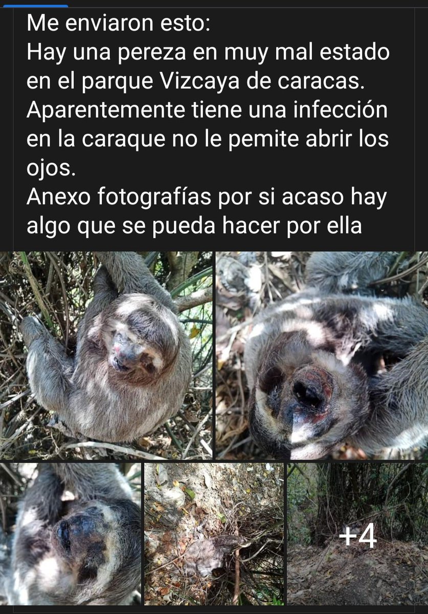 PerroUsuario's tweet photo. Necesita ser atendido con prontitud  RT @volknsoni: @SomosNevado Por favor algún proteccionista cercano parque Vizcaya. Ccs https://t.co/fqDc2MqiSH
