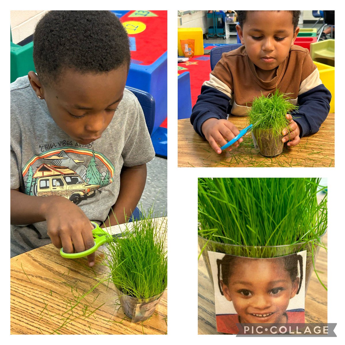 MsAmyatSPS's tweet photo. #Gettinghaircuts #ECSE students tending to their grass . Keeping the learning going after the lesson! @WeAreBTWE @RicksTasha50 @SPS_SpecialEd @SufVAschools @akaangel8 @CatherinePicho3 @mcbrighteyes71 @STREAMin3 @berenettebro https://t.co/IF2yzG1i5Q