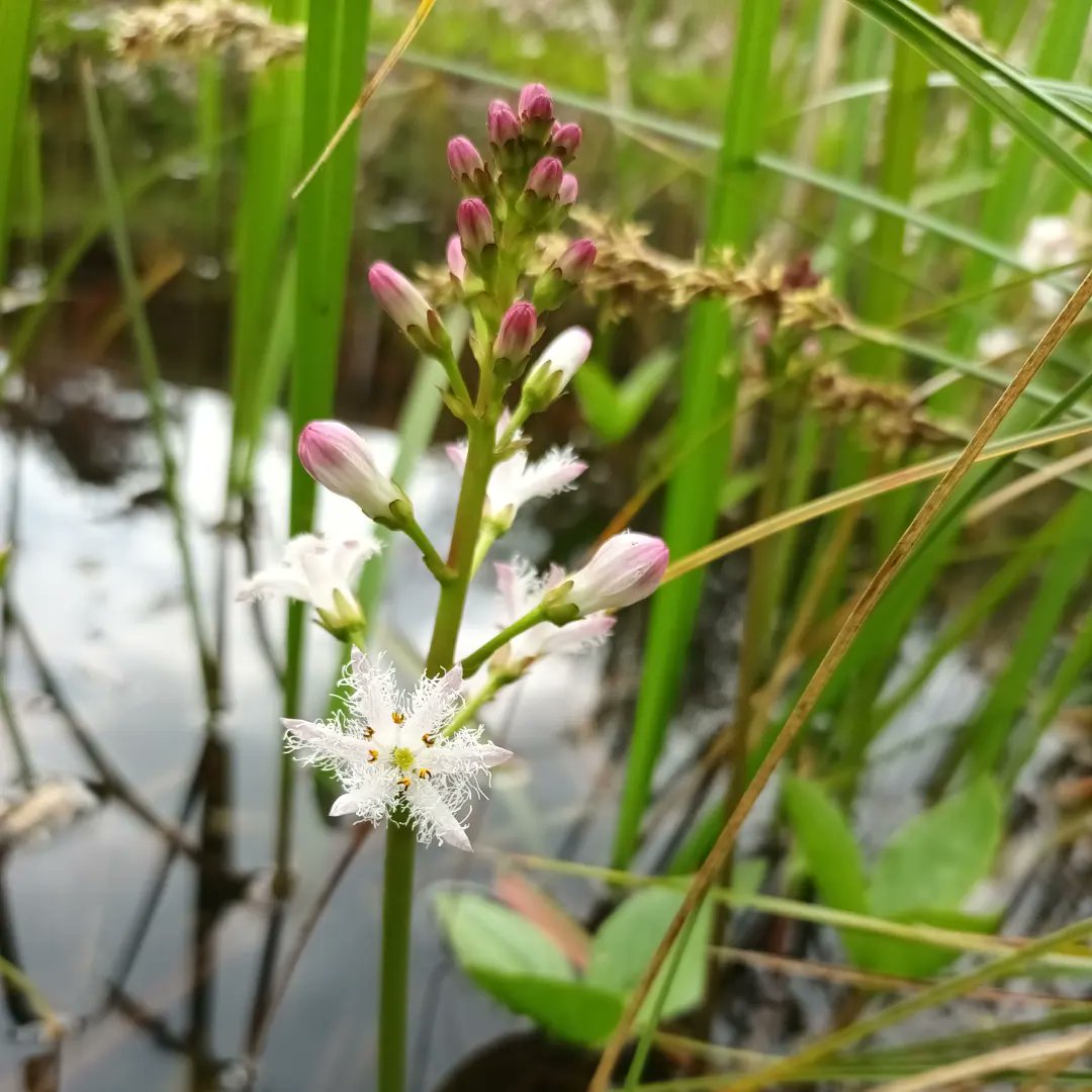 WildflowerUrban's tweet photo. Plus, an unexpected bonus today, another #30for30 off the list - Bogbean, Menyanthes trifoliata. How brilliant are these fringed flowers! 5 found, 25 to go!
#bogbean #menyanthestrifoliata https://t.co/gzCZOMSFdB