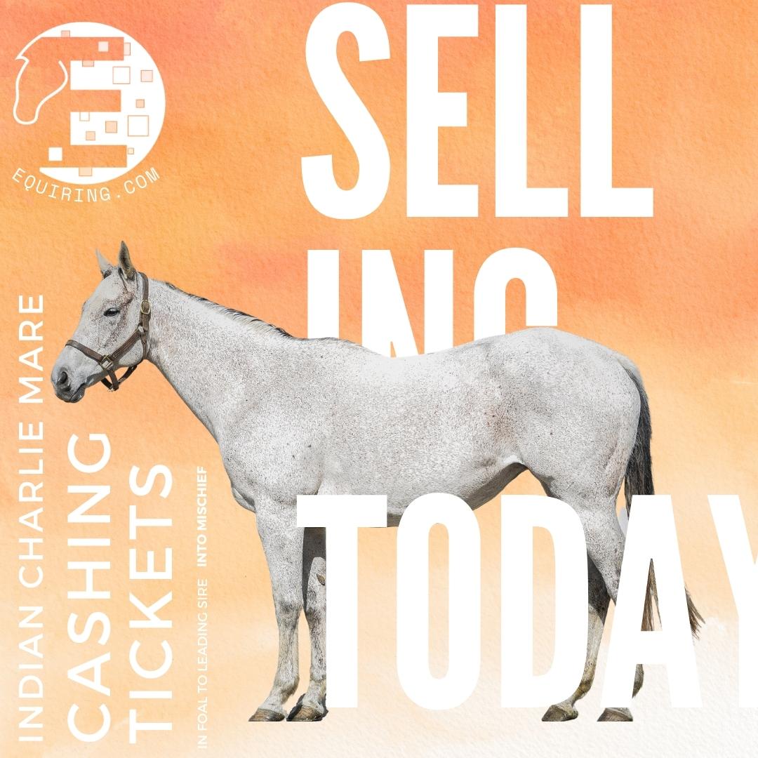 1EquiRing's tweet photo. Register to bid NOW! https://t.co/DtDtlTROOb https://t.co/UAECwDxPxQ