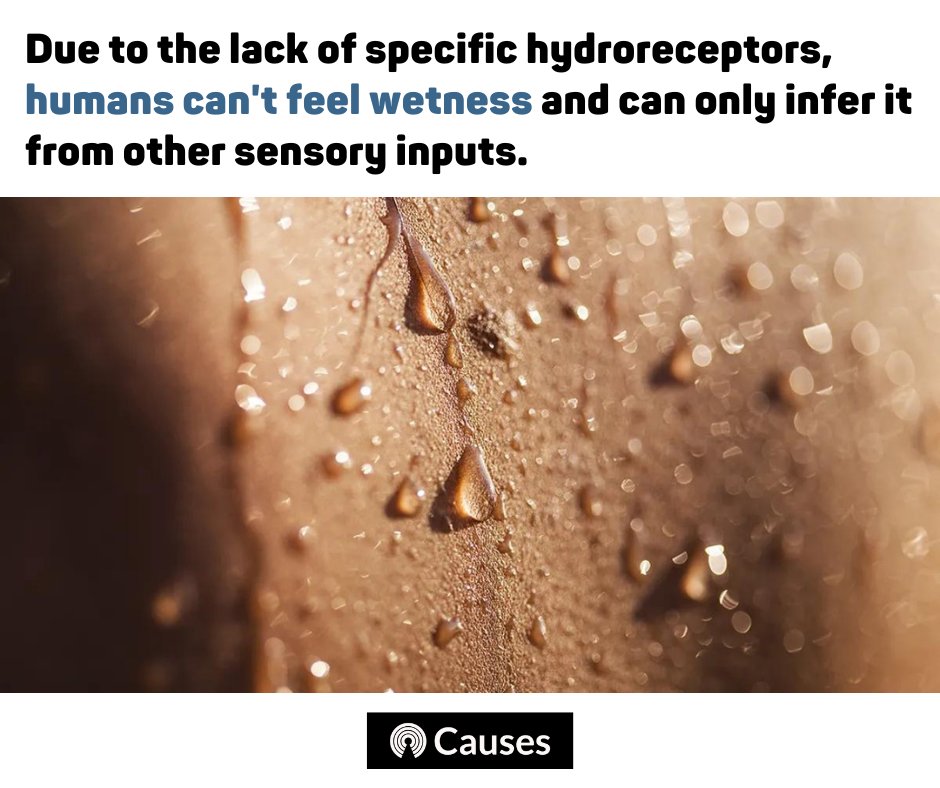 causes's tweet image. Due to the lack of specific hydroreceptors, humans can&apos;t feel wetness and can only infer it from other sensory inputs. 

 #sensoryinput #water #humans