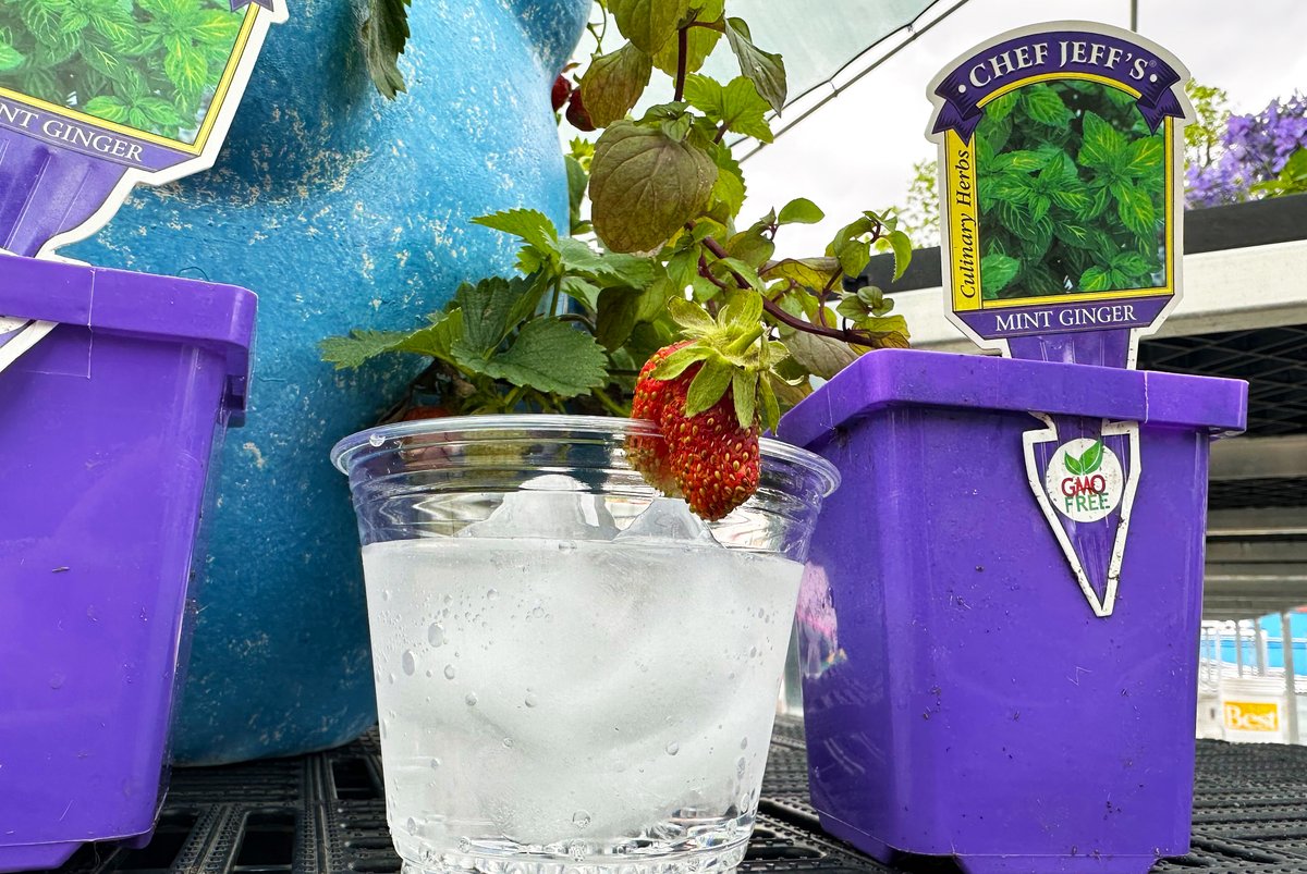 Join us for a refreshing afternoon of mixology this Saturday! Learn to make seasonal cocktails using local mint and strawberries. Limited seats available. Sign up using the link tinyurl.com/2em342ks